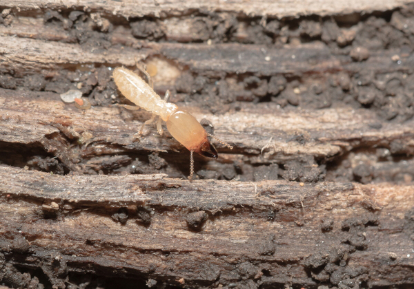 シロアリ駆除・対策の施工例